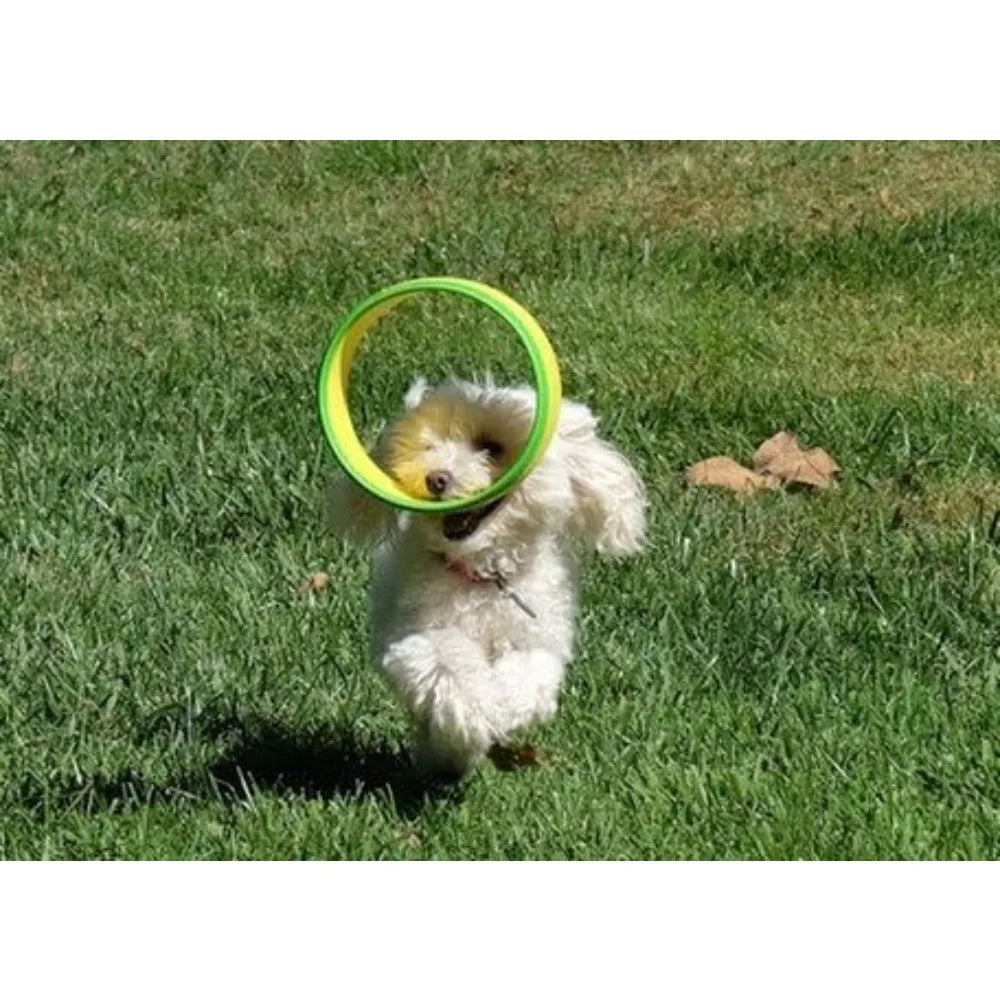 Flying Ring Launcher Dog Exerciser Starter Pack