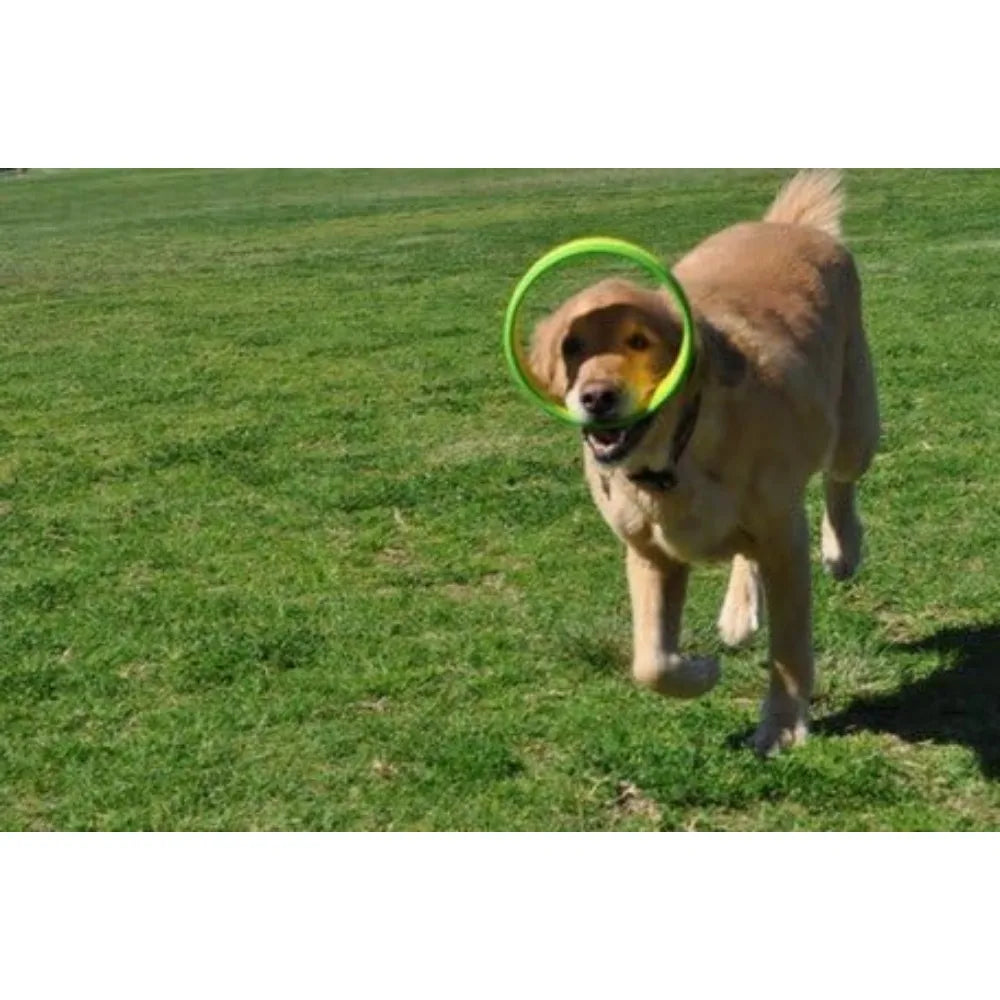 Flying Ring Launcher Dog Exerciser Starter Pack