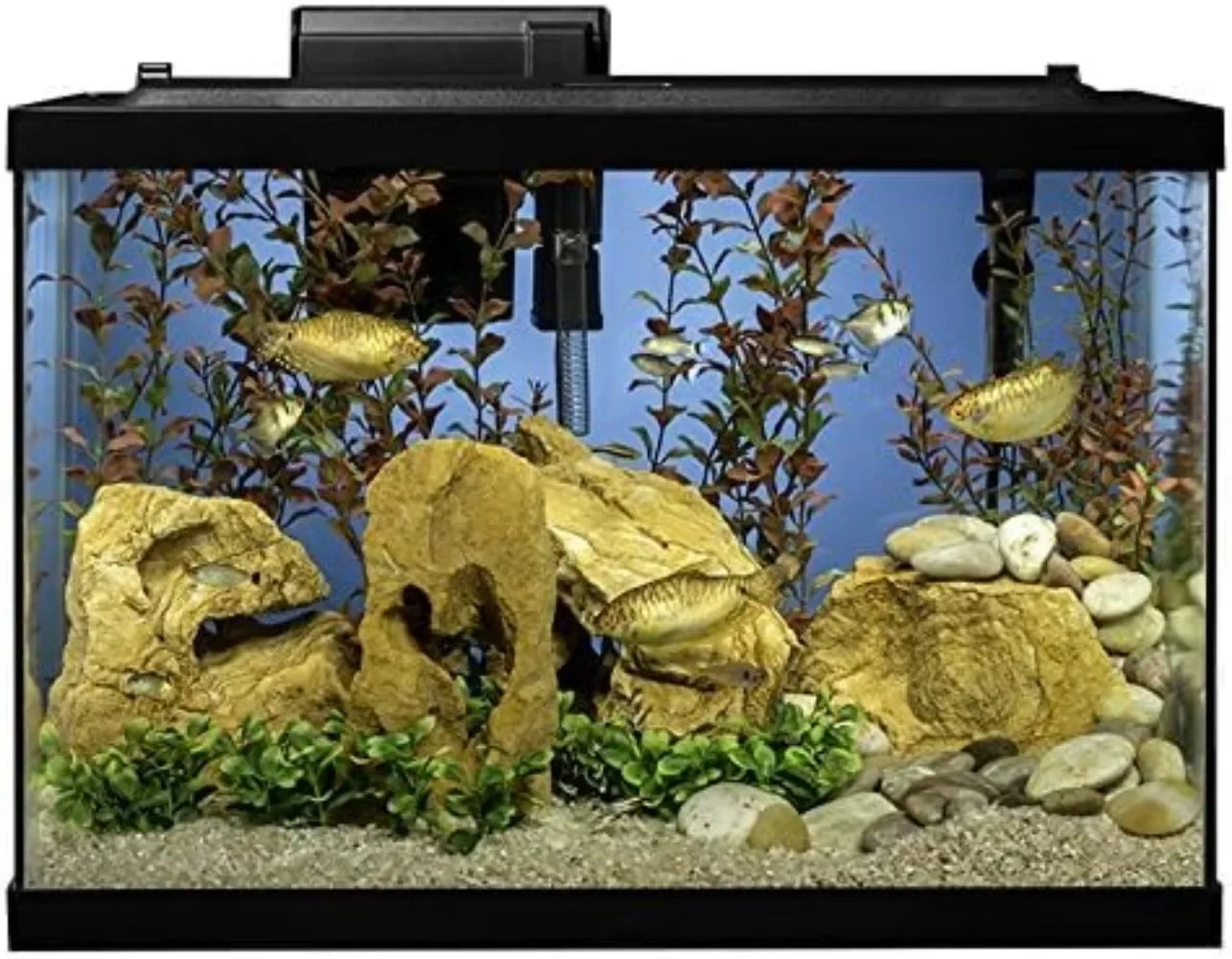 Aquarium 20 Gallon Fish Tank Kit,